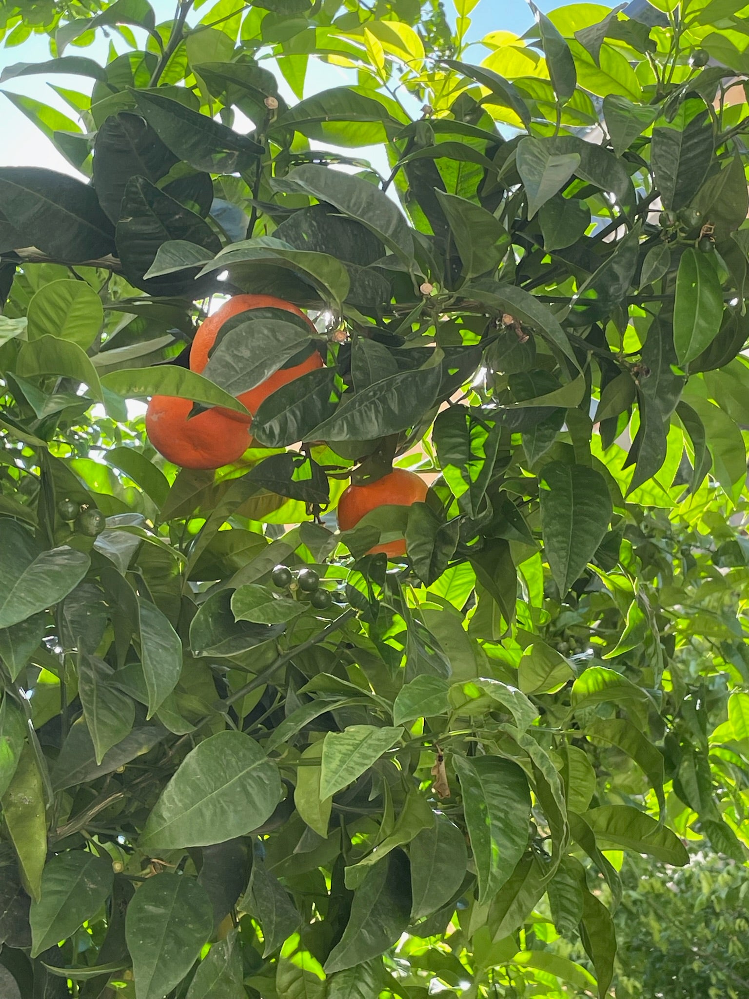 Orange tree with green foliage and three ripe oranges in Palermo, Sicily.